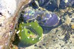 PICTURES/Oregon Coast Road - Cape Perpetua/t_Muscles & Green Anemone.JPG